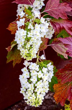 Meşe yapraklı ortanca (Hydrangea quercifolia)