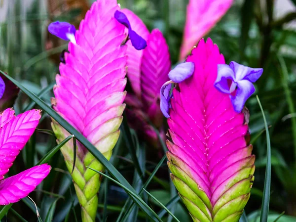 Tillandsia Cyanea (ortak adı pembe quill) familyasından bir bitki, Ekvador ve Peru, burada ağaçta oturuyor büyür ve yağmur ormanları için yerel.