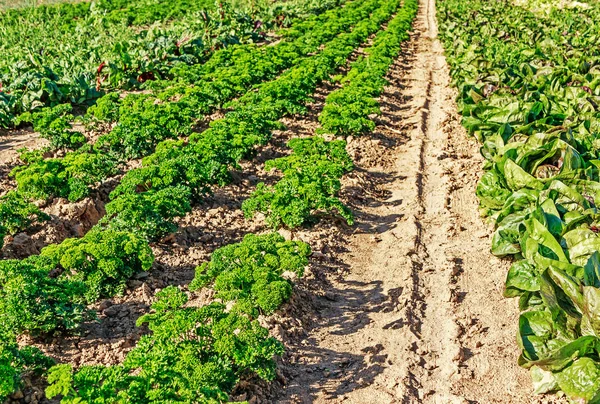 Campo Com Longas Fileiras Plantas Salsa Alface — Fotografia de Stock