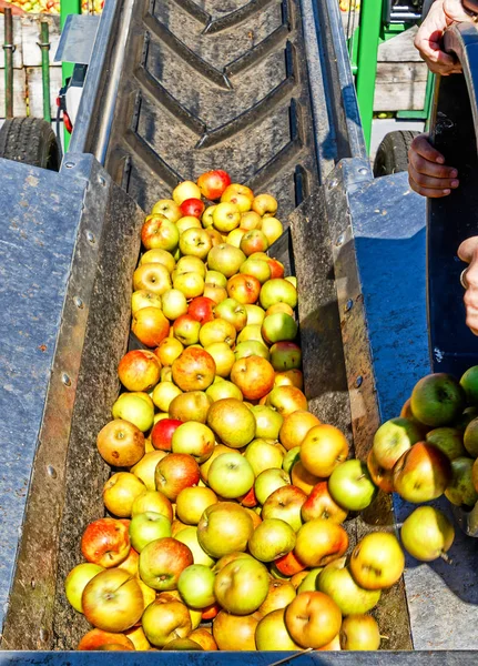 Farmer Delivering Apples Cider Winery Hesse Germany — Stock Photo, Image