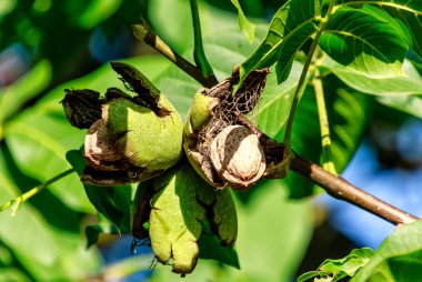  Ceviz ağaç üzerinde asılı. Yeşil ceviz dış kabuk hemen kırılıyor. 