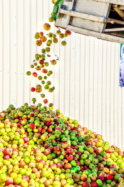 Яблоки Падают Конвейерной Ленты Яблочную Гору Немецкой Винодельне Сидра — стоковое фото