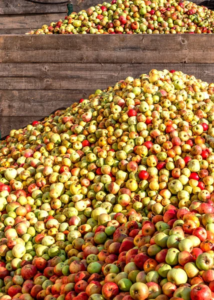 Cosecha Rica Manzanas 2018 Alemania Montañas Manzanas Una Bodega Sidra —  Fotos de Stock