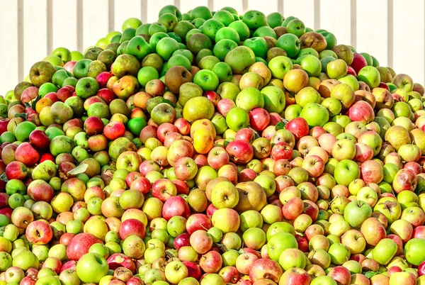 Rich Apple Harvest 2018 Apple Mountain Making Cider Apple Juice — Stock Photo, Image