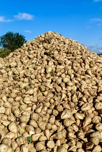 Sugar Beet Pyramid Freshly Harvested Beets Ready Transport Sugar Factory — Stock Photo, Image