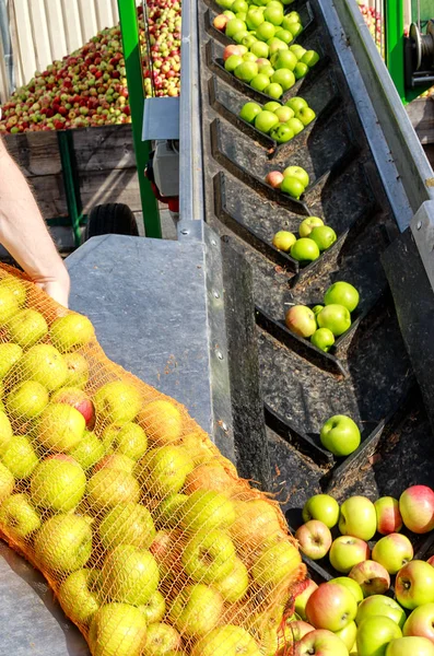 大規模なネット袋いっぱい美しい新鮮なりんごのドイツでサイダー ワイナリーにりんごを提供します — ストック写真