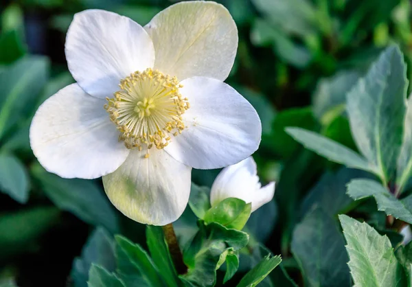 Early Blooming Hellebores Sometimes Known Christmas Lenten Rose — Stock Photo, Image