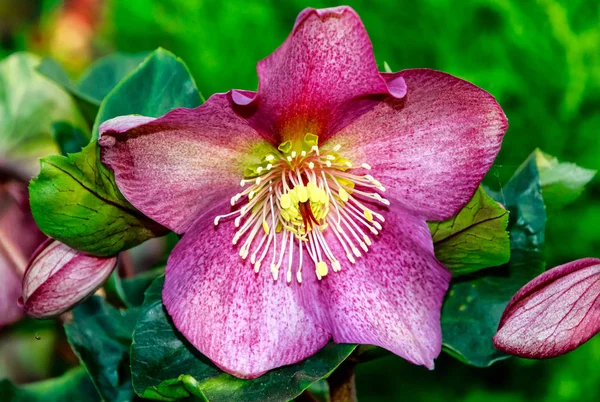 Vroeg Bloeiende Hellebores Ook Wel Bekend Als Kerst Lenten Rose — Stockfoto