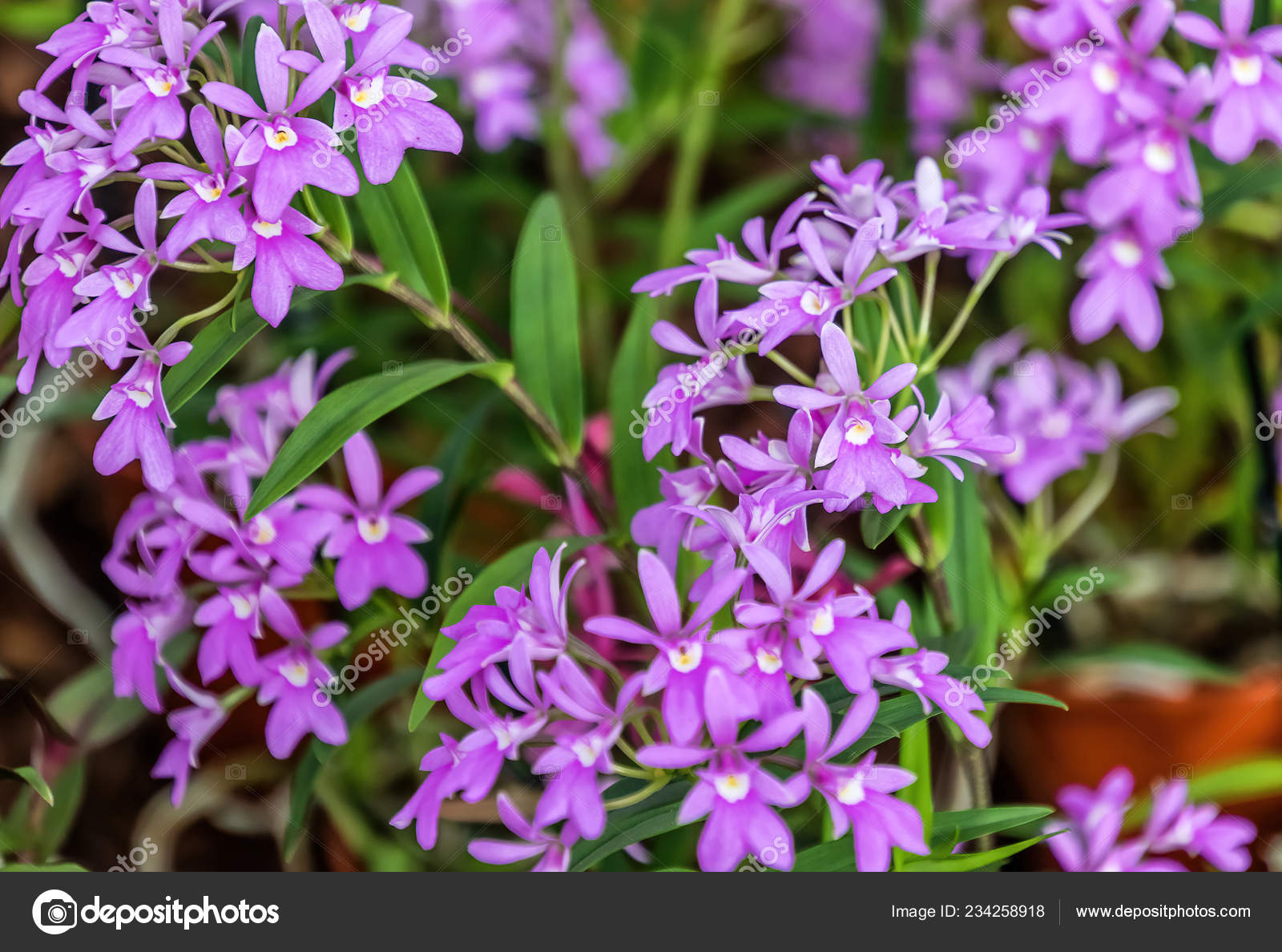 Epidendrum orchids Stock Photos, Royalty Free Epidendrum orchids Images |  Depositphotos