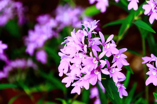 Flores Orquídea Epidendrum Roxo Orquídea Epidendrum Conhecida Como Orquídea Crucifixo — Fotografia de Stock