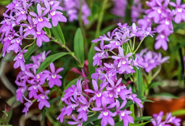 Lila Epidendrum Orkidé Blommor Epidendrum Orchid Känd Som Krucifix Orkidé — Stockfoto