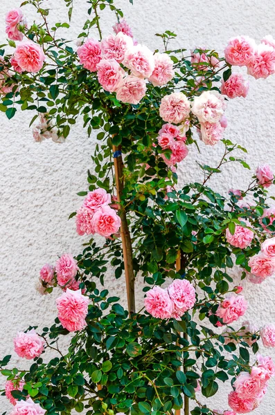 Rosa Flores Rosas Trepadoras Pared Casa Blanca — Foto de Stock