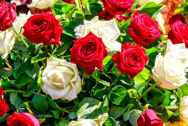 花卉背景 白色和红色玫瑰的花束 — 图库照片