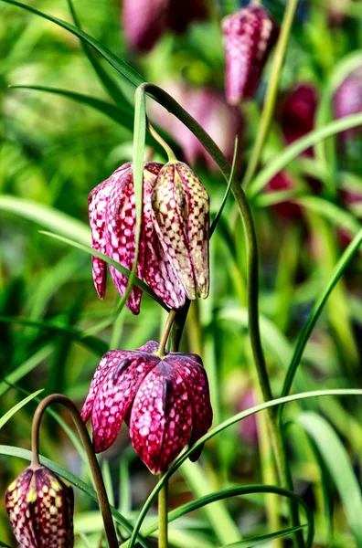 ギニア編花やヘビの頭 ユニークな上品なチェッカー付きの鐘形の花フリッティリアMeelagris花 — ストック写真