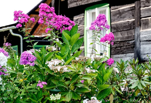 Phlox Paniculata Blockhouse Garden Spreewald Biosphere Reserve Moorland Fairytale Idyll — Stock Photo, Image