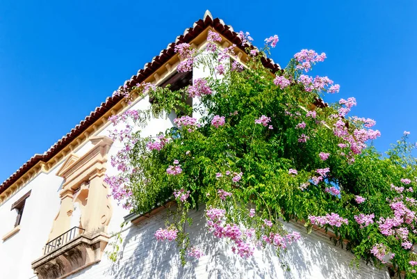 Whitewashed House Abundance Potted Attractive Cascading Pink Flowers Balcony Zimbabwe — Stock Photo, Image