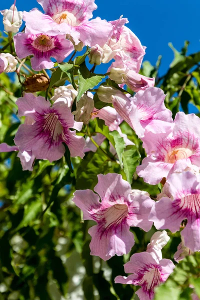Nasiona Podranea Ricasoliana Zimbabwe Pnącze Różowy Trąbka Winorośli Port Johns — Zdjęcie stockowe