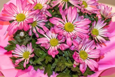 Nehir papatya çiçek (Osteospermum ecklonis buket)