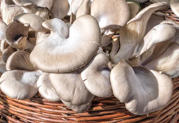 Fresh Oyster Mushrooms Pleurotus Ostreatus Wicker Basket — Stock Photo, Image