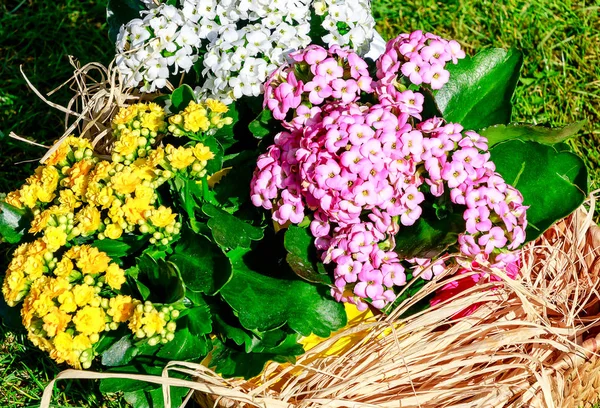 Amarelo Rosa Branco Kalanchoe Blossfeldiana Mit Folhas Verde Cerosas — Fotografia de Stock