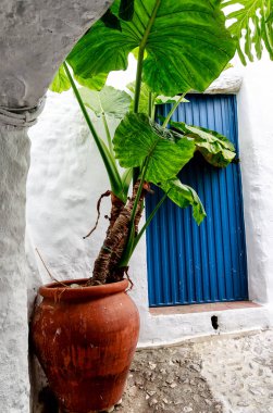 Frigillana Endülüs beyaz köyünde mavi bir İspanyol kapısının önünde bulunan Alocasia bitkisi (ayrıca Fil Kulağı veya Afrika Maskesi olarak da bilinir). Costa del Sol, İspanya