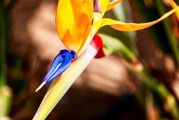 Pássaro Paraíso Strelitzia Exótico Jardim Tropical — Fotografia de Stock