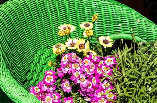 緑色のウィッカーチェアに エキゾチックに見えるスキザンサス グラハムティ オーキッドの花 蝶の花 フリンジフラワー 貧しい男の蘭とも呼ばれる を植えました — ストック写真