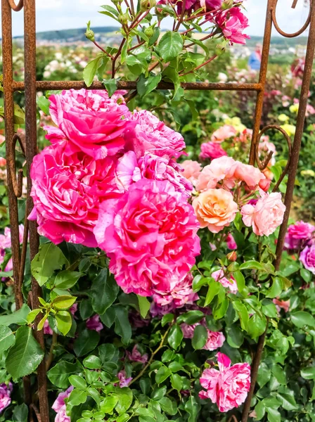 Gorgeous Pink Flowering Tall Climbing Rose Shrub Rose Garden — Stock Photo, Image