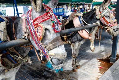 Endülüs'ün en çok ziyaret edilen beyaz köylerinden biri olan Mijas pueblo'nun geleneksel olarak dekore edilmiş taksi eşeği Costa del Sol. Mijas, İspanya'da eşeklerin turizm için kullanıldığı son yerlerden biridir..