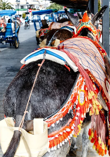 Традиционно Украшенные Ослы Такси Mijas Pueblo Одной Самых Посещаемых Белых — стоковое фото