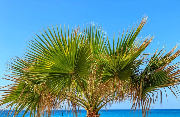 Palm Tree Sea Borassus Flabellifer Asian Palmyra Palm Commonly Known — Stock Photo, Image