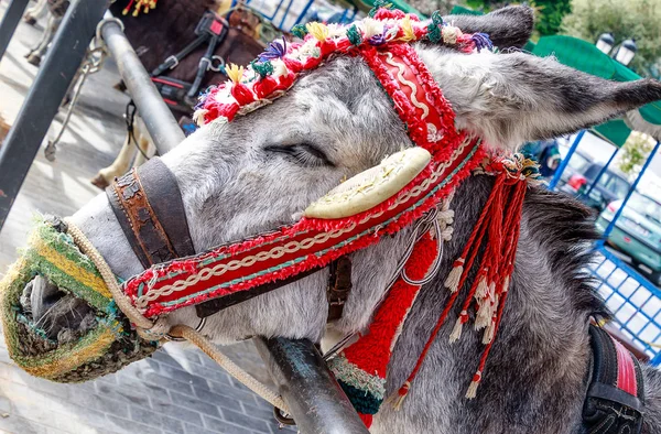 Traditionell Dekorierte Taxi Esel Von Mijas Pueblo Eines Der Meist — Stockfoto