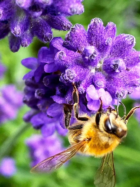 Albină Miere Floarea Lavandă Într Grădină — Fotografie, imagine de stoc