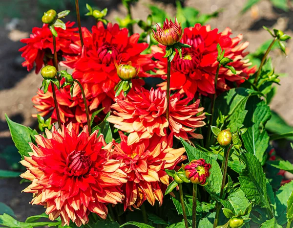 Red Dahlia Flowering Plants Buds Growing Dahlia Garden Cathedral City — Stock Photo, Image