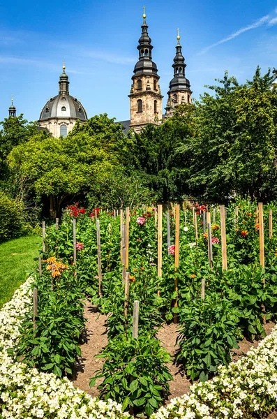 Katedrále Města Fulda Německo Nádherná Zahrada Dahlia Skryta Starými Zdmi — Stock fotografie