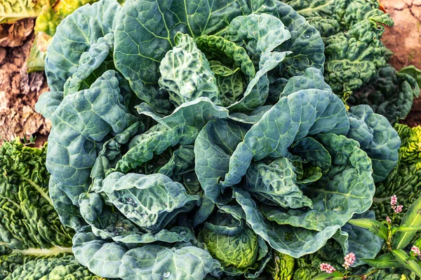 Warzywa Tło Piękny Niebieski Zielony Savoy Głowa Kapusty Rośnie Polu — Zdjęcie stockowe