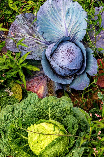 Two Beautiful Cabbage Heads Growing Field Midsummer Blue Violet Red — Stock Photo, Image