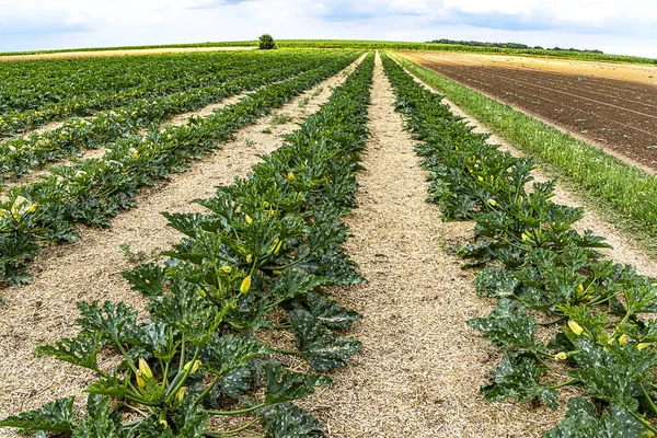 Ökologischer Landbau Deutschland Reihen Von Jungen Zucchini Pflanzen Auf Einem — Stockfoto