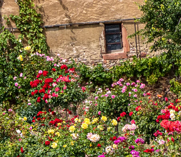 Різнокольорові Троянди Маленькому Трояндовому Саду Стіною Старого Кам Яного Будинку — стокове фото