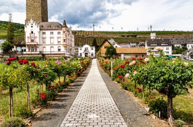Rudesheim am Rhein 'deki Rhine Nehri kıyısındaki Gül Bahçesi, Hesse, Almanya