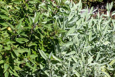 Salvia zarif Pineapple Sage ve Salvia resmi bitkileri 