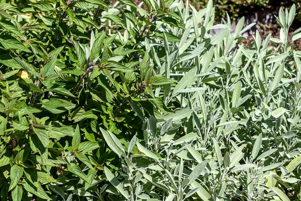 Salvia Elegans บปะรด Sage และ Salvia Officinalis — ภาพถ่ายสต็อก