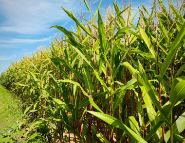 Yazın sonunda yeşil mısır tarlası
