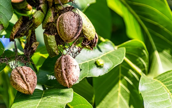 Mature Walnuts Green Outer Shell Still Hanging Tree — Stock Photo, Image