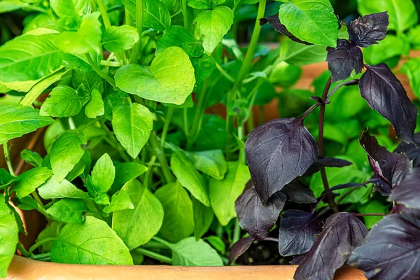 Potted Green Purple Basil Plants Royalty Free Stock Images