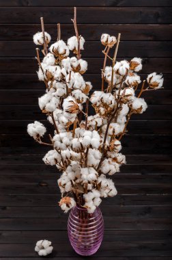 Beyaz arkaplanda pamuk çiçekleri.