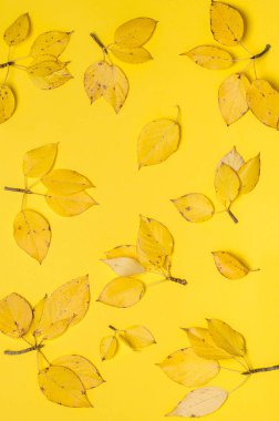 sonbahar arka plan, sarı yaprakları.