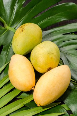 Mango palmiye yaprakları üzerinde.