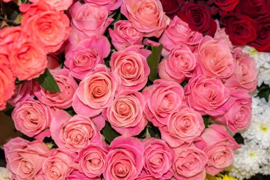 Bir çiçekçi dükkanında parlak pembe güller.