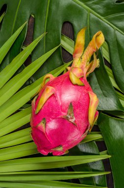 Dragon meyve yaprakların üzerine.